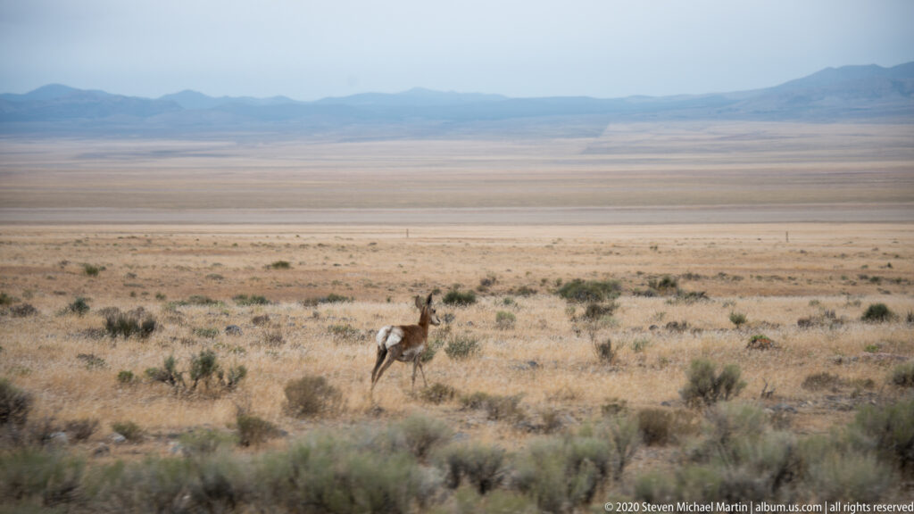 A single pronghorn walks across a dry basin with layered mountains on the horizon.