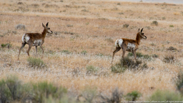 Two pronghorn walk to the right through golden grass, with blurred plants along the foreground.