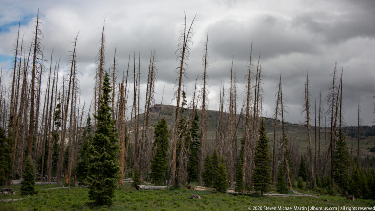 Bare tree trunks stand among green conifers beneath a thick gray sky.
