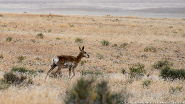 A pronghorn walks in side profile through tawny grass, with the meadow softly blurred behind it.
