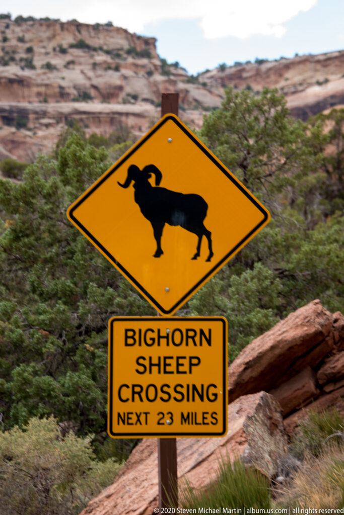 A yellow roadside sign depicts a bighorn sheep and reads “Bighorn Sheep Crossing Next 23 Miles.”