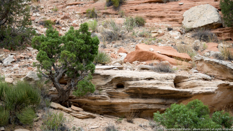 A small juniper stands beside pale layered sandstone slabs, loose stones, grasses, and a shallow rock cavity.