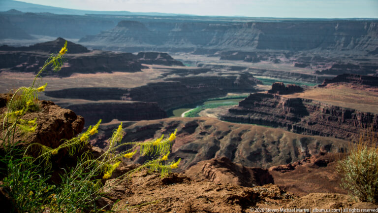 A delicate yellow flowering stalk stands in sharp focus above a blurred red canyon and distant river.