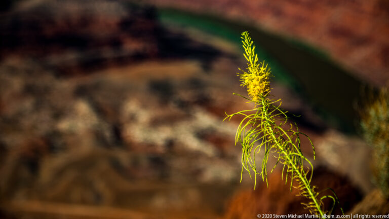 A yellow desert flower stalk with narrow leaves stands against a blurred red-rock canyon and river.