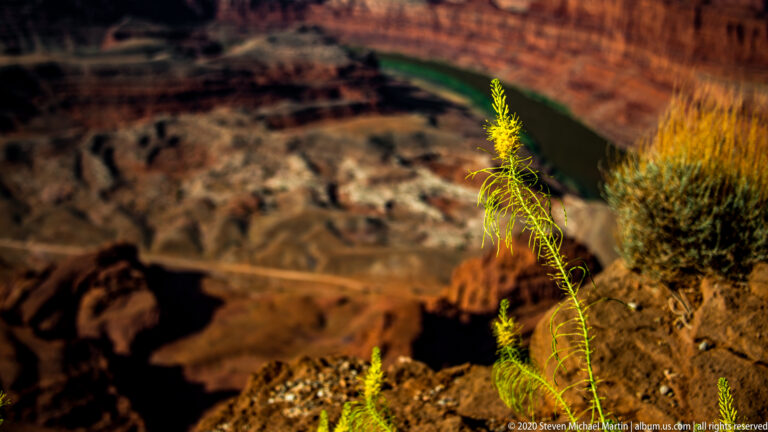 A tall yellow flowering plant stands in focus above a blurred canyon gorge and green river.