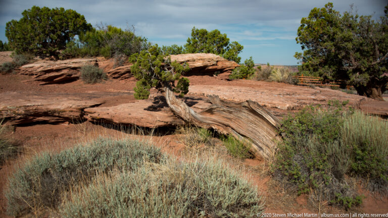 A bleached fallen tree trunk lies across red sandstone slabs among shrubs near a wooden railing.