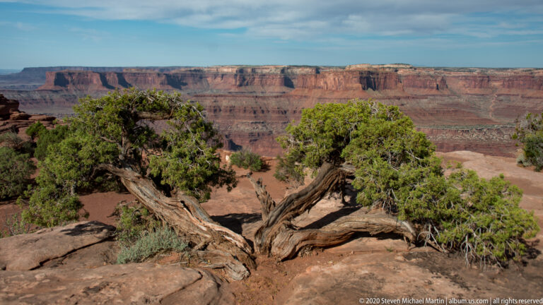 Two gnarled junipers grow on bare sandstone above a broad Colorado River canyon.