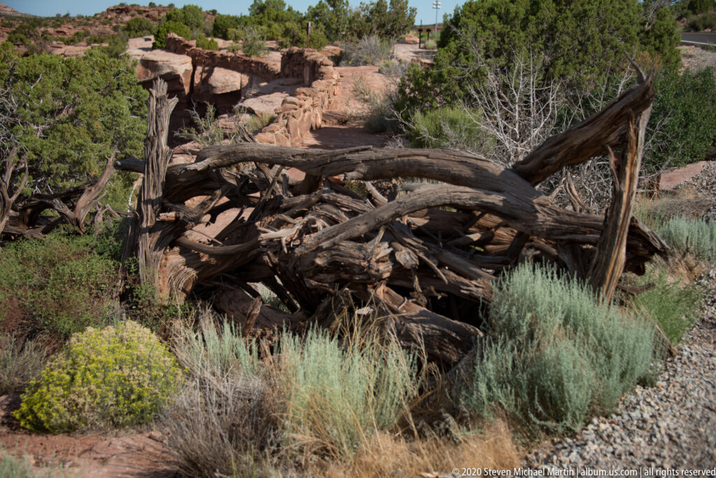 A weathered fallen tree twists across sagebrush, small yellow flowers, and rocky ground.