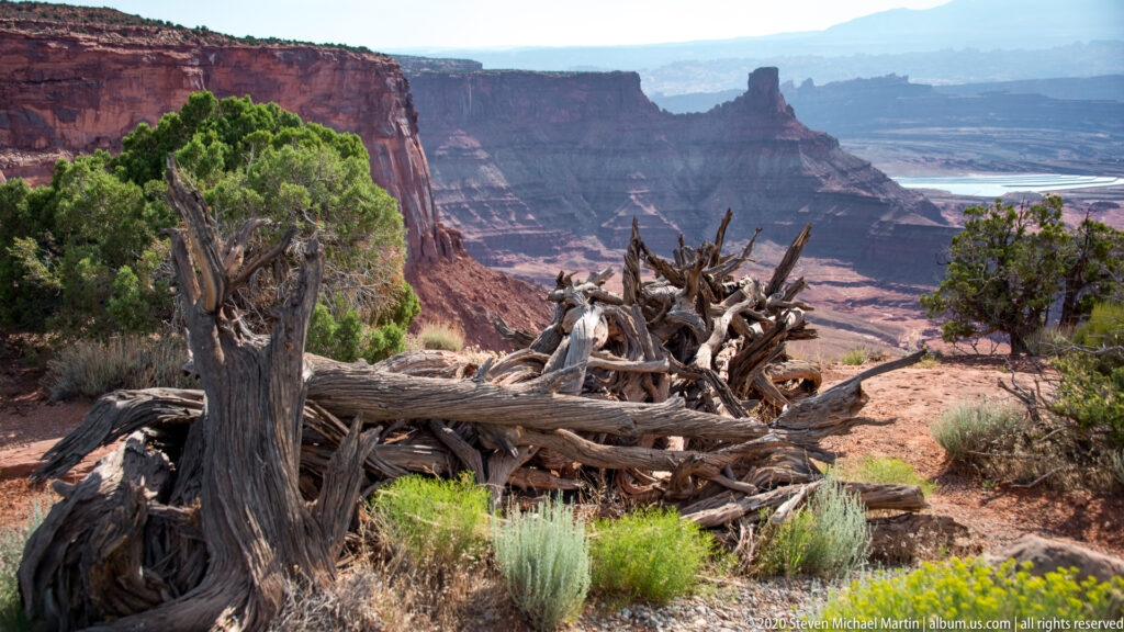 A bleached twisted tree frames a red-rock canyon and distant river valley.