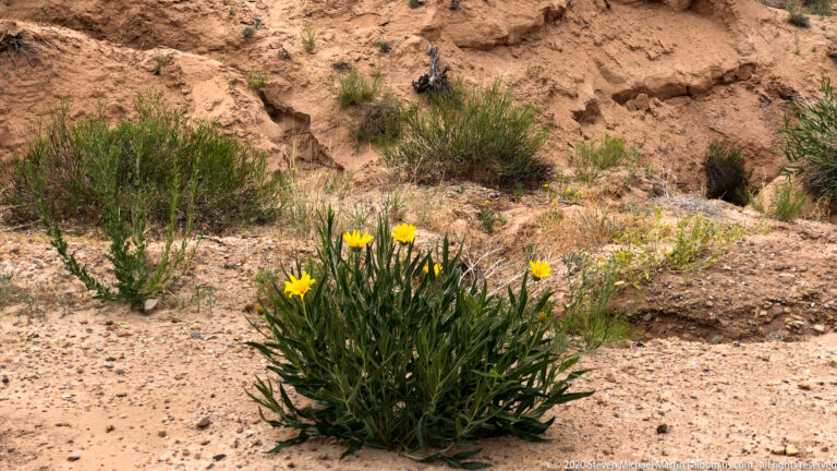A green desert plant with bright yellow flowers grows among shrubs on a gravelly sandstone slope.