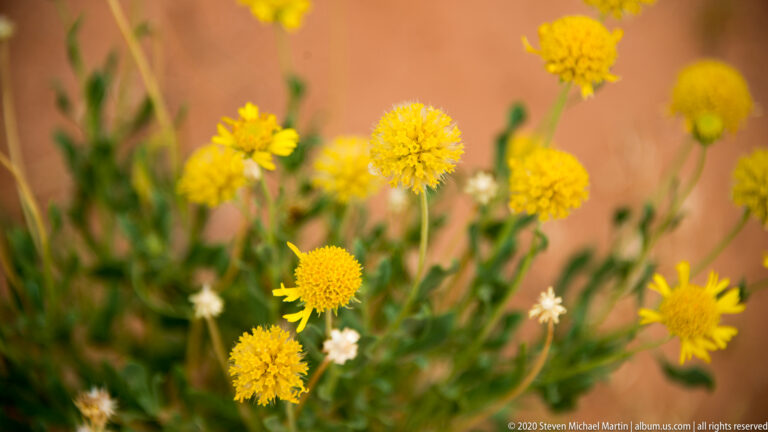 Rounded yellow flower heads rise on slender stems among green leaves, with smaller white blooms below.