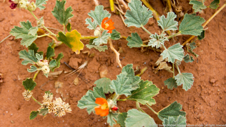 Orange flowers and buds grow among broad gray-green lobed leaves on red sandy soil.