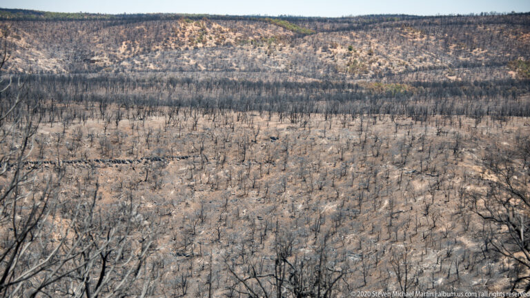 An elevated view shows a dense pattern of blackened trunks across a broad burned basin.