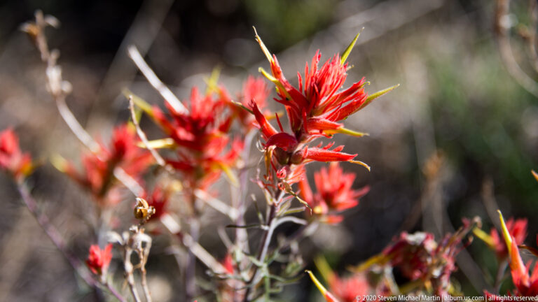 Bright red pointed flower bracts rise among narrow green leaves against a softly blurred background.