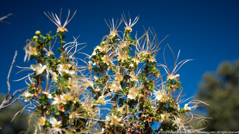 A flowering shrub with pale blooms and long curling filaments stands against blue sky.