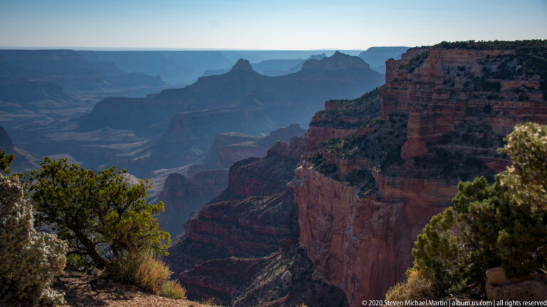 A small rim tree and pale flowering shrub frame a shaded canyon with a distant pointed mesa.