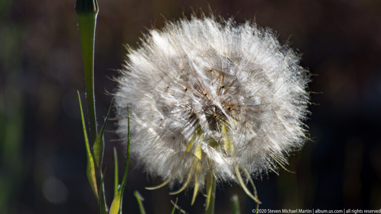 A round white seed head with fine radiating bristles stands on a green stem against a dark background.