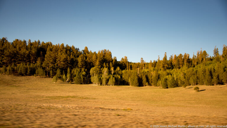 Golden meadow grass extends to a line of conifers beneath a clear blue sky.