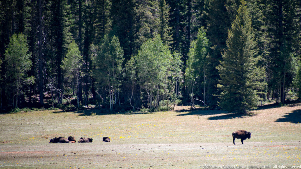 Several bison rest in a meadow as one stands apart near a forest of conifers.