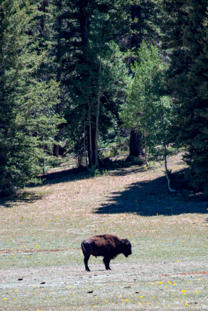 A single bison walks across a pale meadow before a dark forest of conifers.