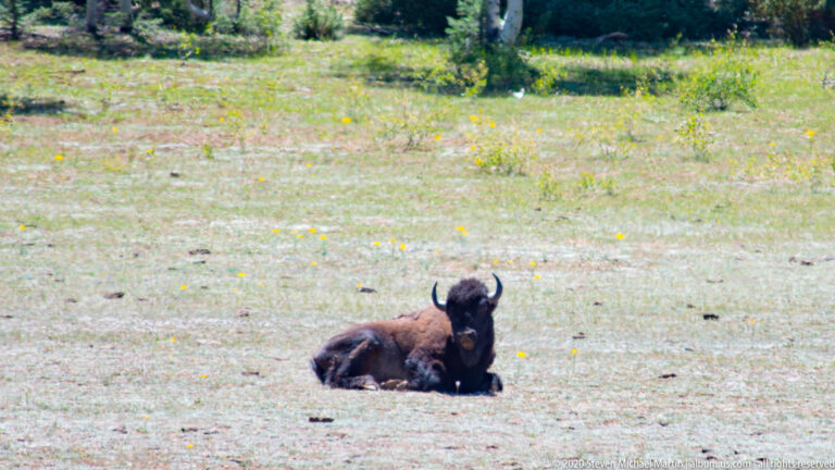 A resting bison raises its head in a grassy clearing, with trees beyond the meadow.