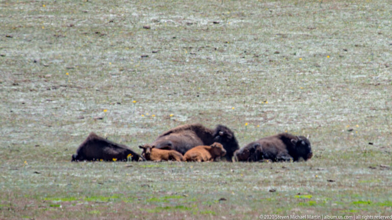 A group of bison lies close together in a short-grass meadow, including one tawny-colored animal.