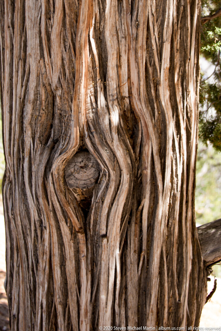 Deeply twisted bark and a dark knot fill the close view of a mature tree trunk.