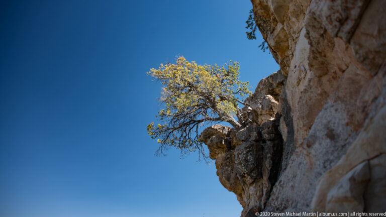 A small tree grows from a pale cliff ledge against a clear blue sky.