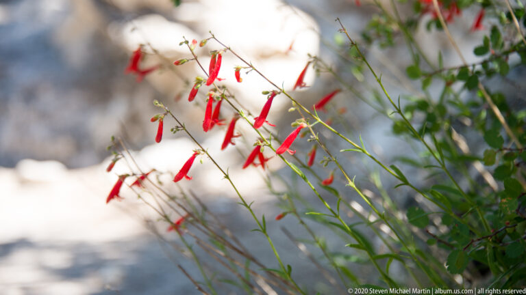 Red tubular flowers hang from slender green stems against a softly blurred pale background.