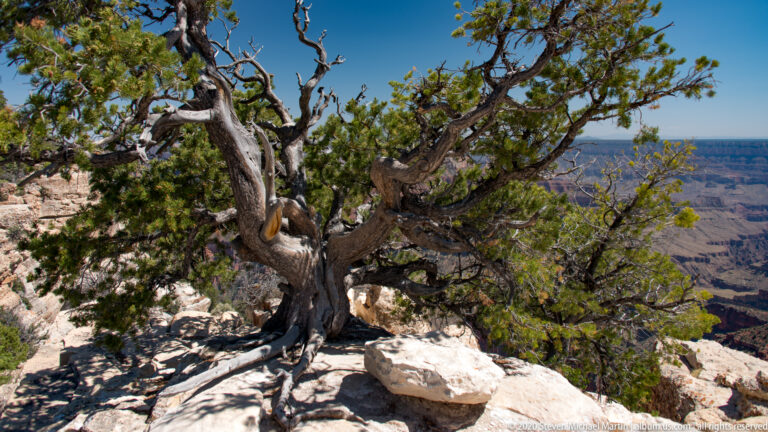 A gnarled evergreen grows from pale rim rock above the distant canyon.