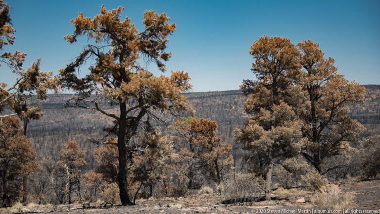 Mature conifers stand on a dry rim slope above a distant forested ridge.