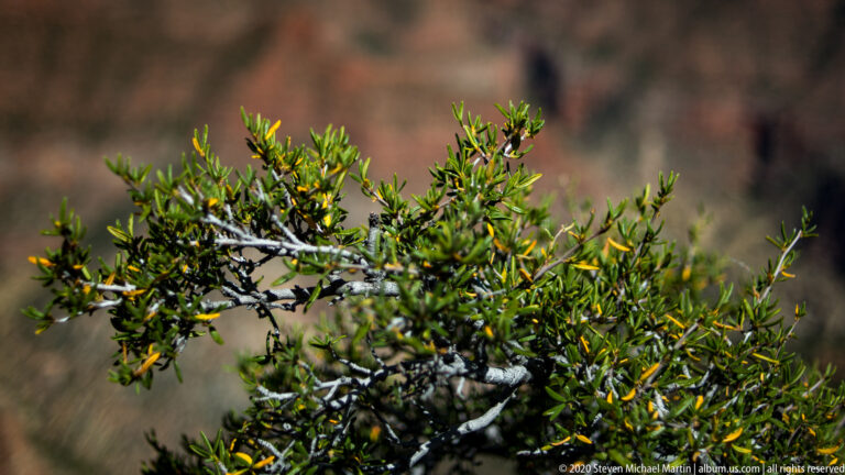 A green evergreen branch fills the foreground against a softly blurred rock background.