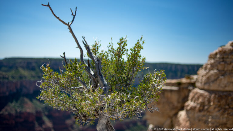 A small twisted evergreen and bare branch stand beside pale rim rock, with the canyon blurred behind.