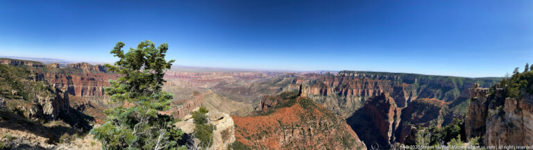 A leafy tree and pale rim rocks frame a deep canyon of red and cream ridges.