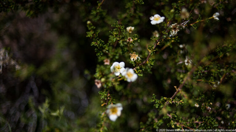 Clusters of small white flowers with yellow centers grow on a leafy shrub against blurred woodland.