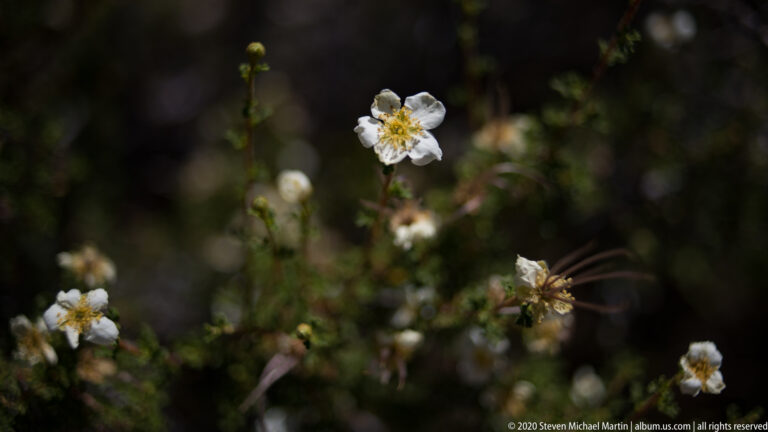 One white flower with a yellow center is in focus among blurred blossoms and reddish seed heads.