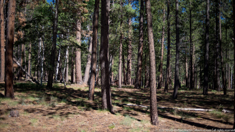 Tall pine trunks rise above a lightly vegetated forest floor of needles and grasses.