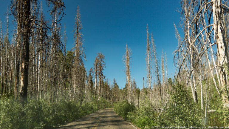 A paved road passes through green regrowth and tall leafless fire-killed trees.
