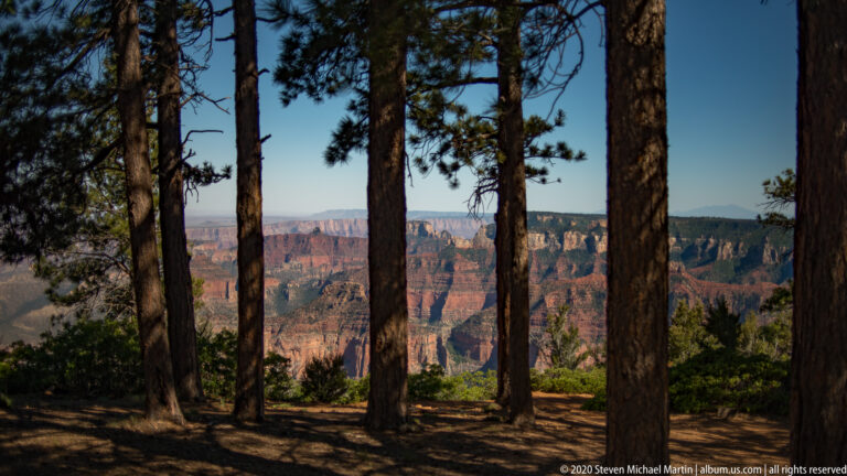 Red and pale canyon cliffs appear between dark pine trunks at a shaded overlook.