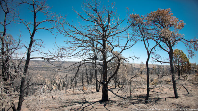 Blackened trees and pale burned ground cover a slope, with a few brown-crowned trees surviving.