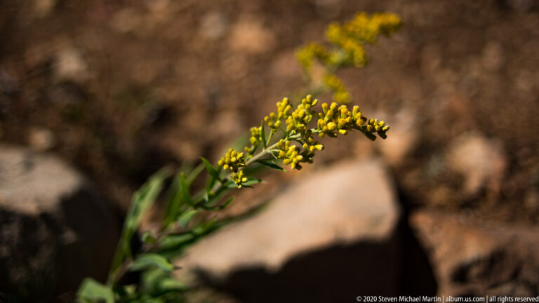 A thin green stem with tiny yellow buds and flowers rises against a blurred brown background.