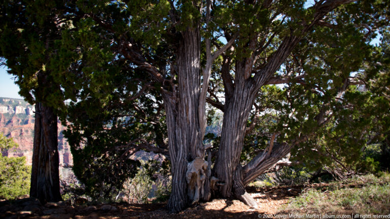 A mature, many-trunked juniper stands near the canyon rim, with cliffs visible through foliage.