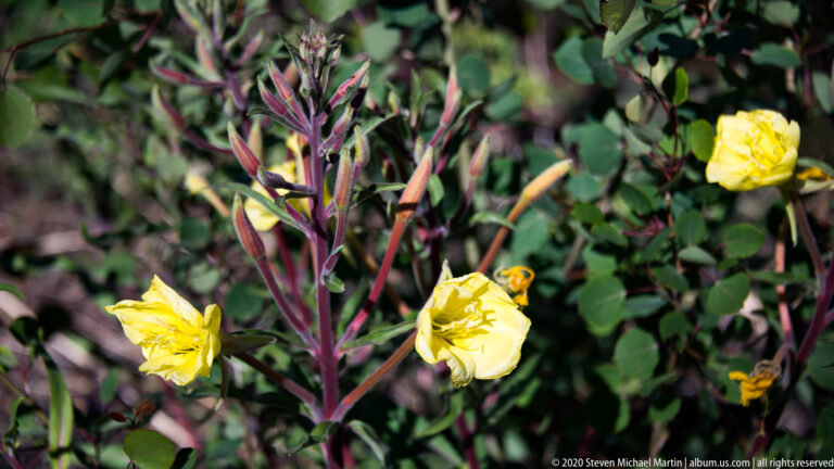 Large yellow four-petaled flowers grow among slender reddish stems and green leaves.