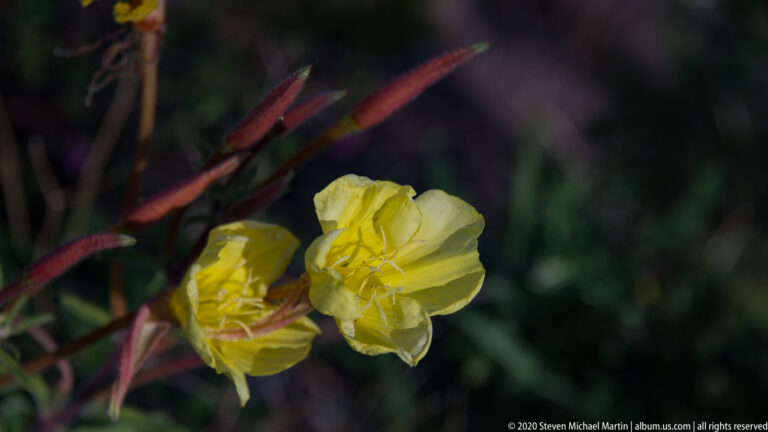 Two yellow flowers and reddish buds fill a close crop against dark leaves.