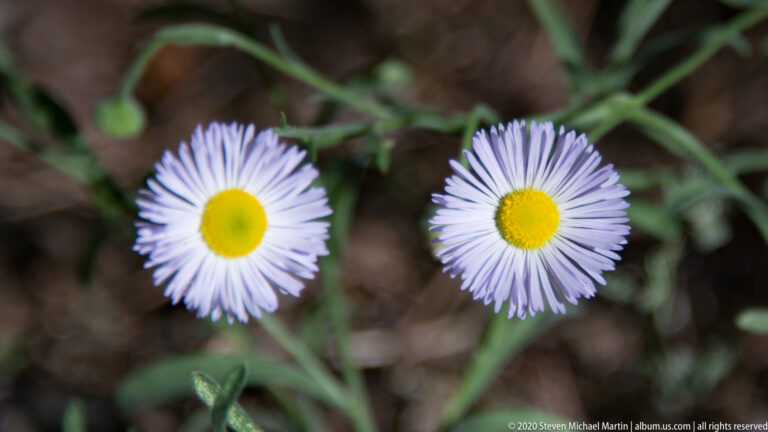 Two pale lavender daisy-like flowers with yellow centers stand side by side.