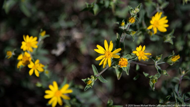 Branching stems carry yellow daisy-like flowers above narrow leaves and a blurred forest floor.
