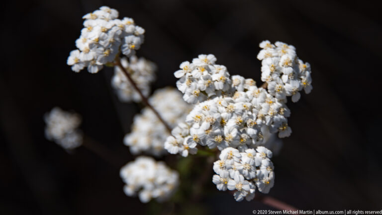 Dense clusters of tiny white flowers with yellow centers branch across a dark background.