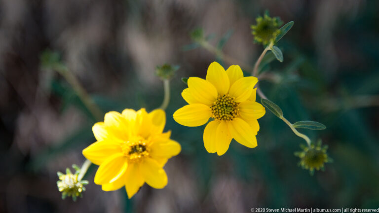 Two golden flowers with dark centers rise among buds and stems; a small insect visits the lower bloom.