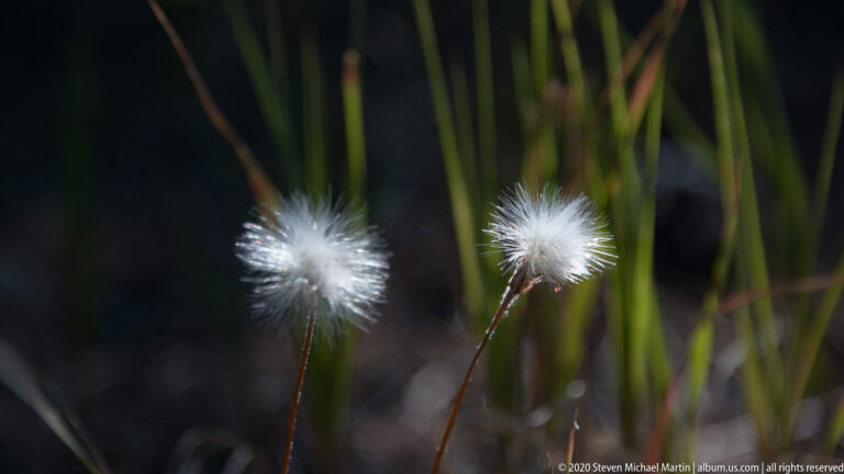 Two white feathery seed heads on thin stems rise beside blurred grass blades.