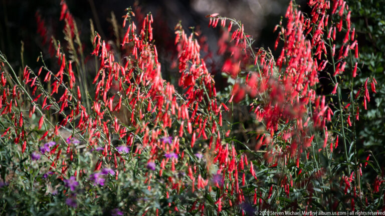 Red tubular flower spikes rise above gray-green leaves, with a few purple blooms among the softly focused vegetation.